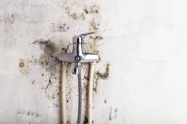 Best Localized Mold Remediation (e.g., coastal areas, humid climates) in Bethel, AK